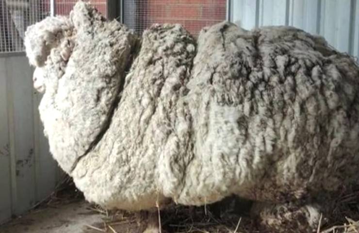 Pecora trovata ricoperta lana salvata