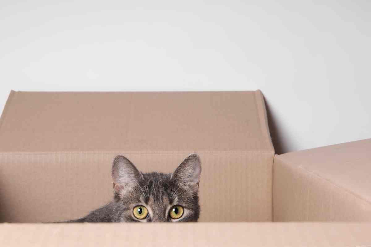 Perchè i gatti amano così tanto le scatole?