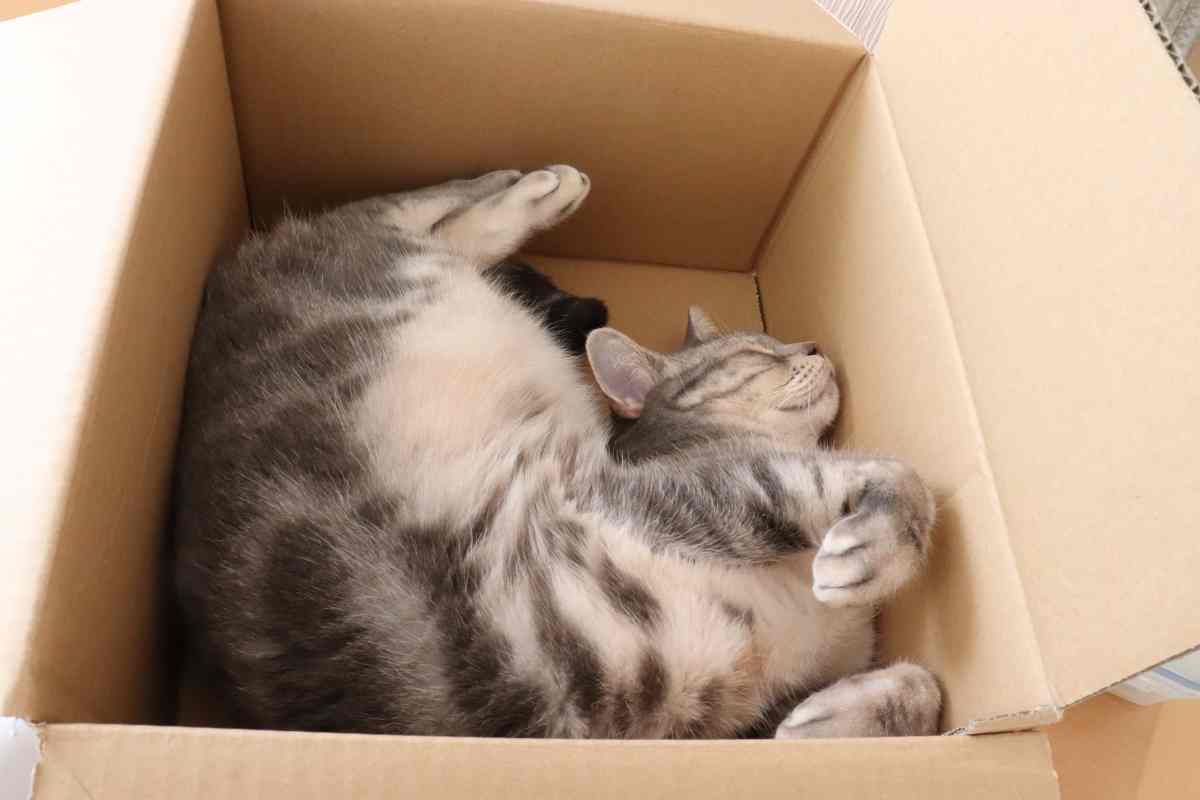 Perché i gatti dormono nelle scatole