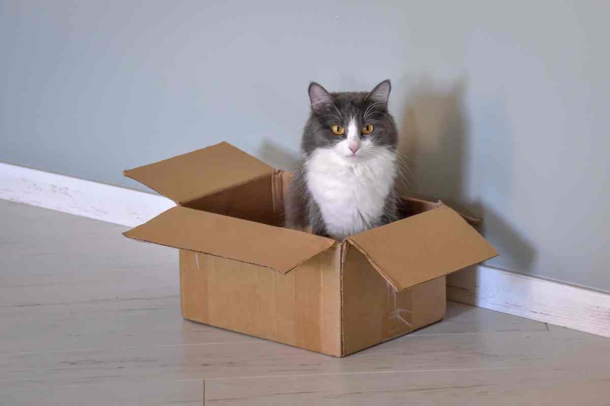 Perché i gatti si mettono dentro le scatole