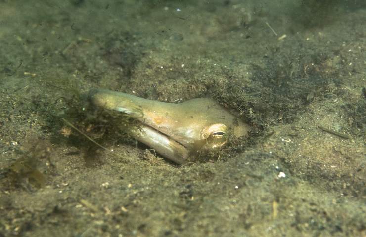 Serpente mare catturato laguna