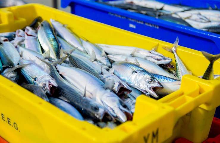 consumo pesce Italia provenienza estero