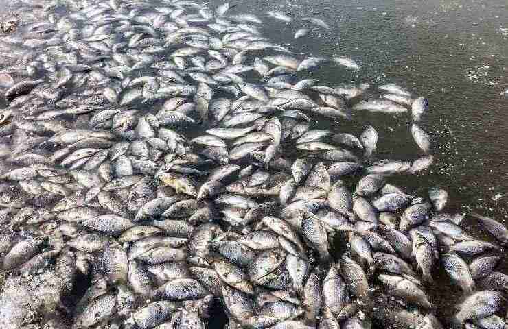 Lago Peatmoor moria pesci