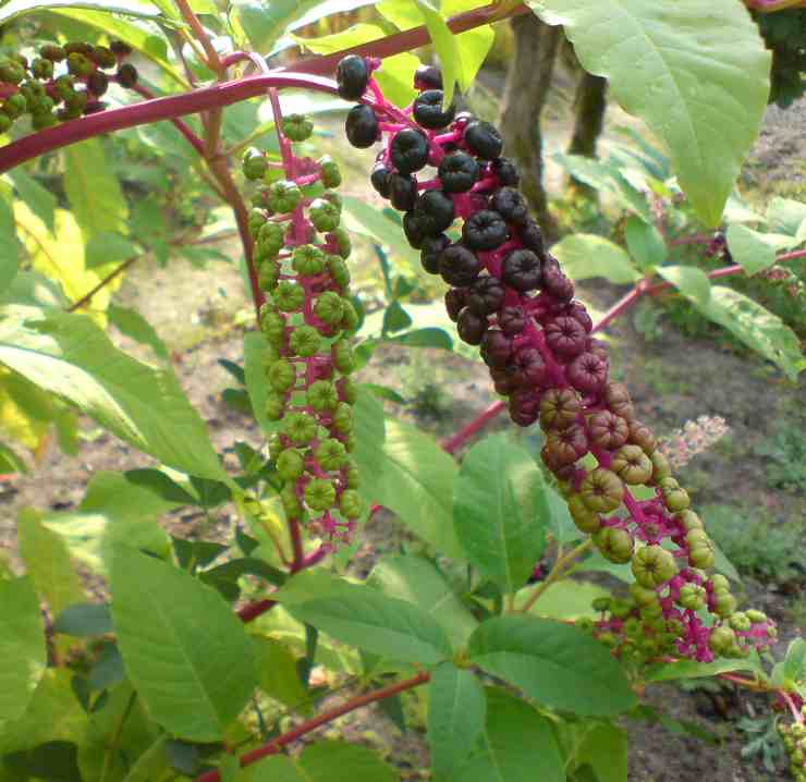 Vita in pericolo per quello che pensava fossero pomodori