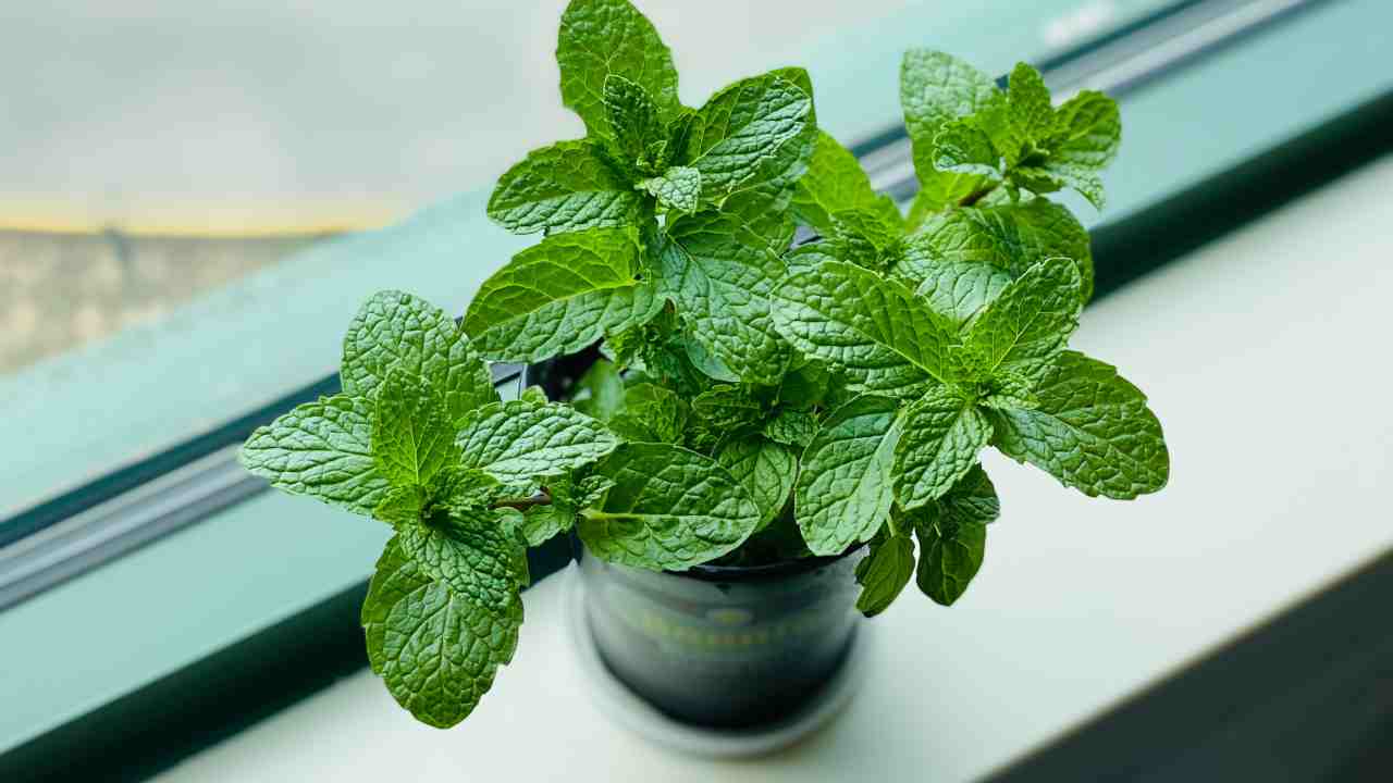 Conservare menta frigorifero congelatore come