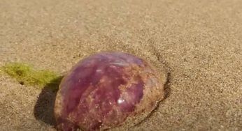 La trova in spiaggia, ma la mattina la pietra rivela una grande meraviglia