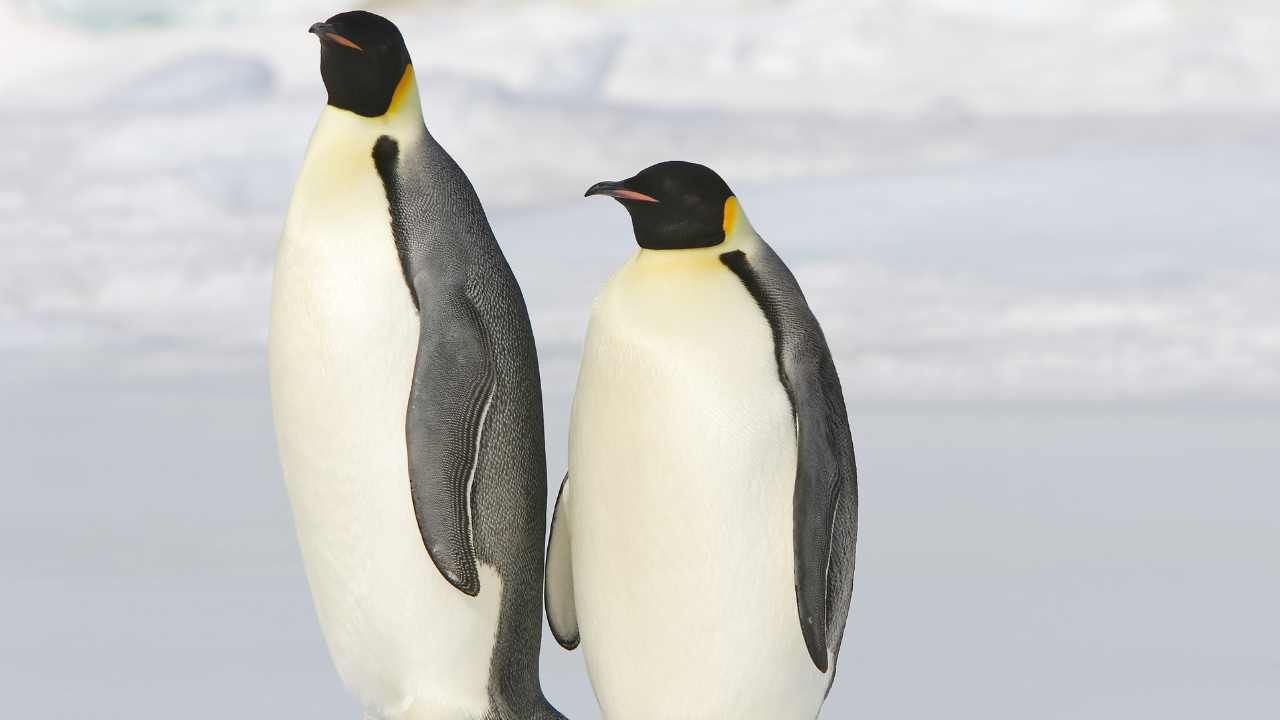 Antartide pinguini moria estinzione