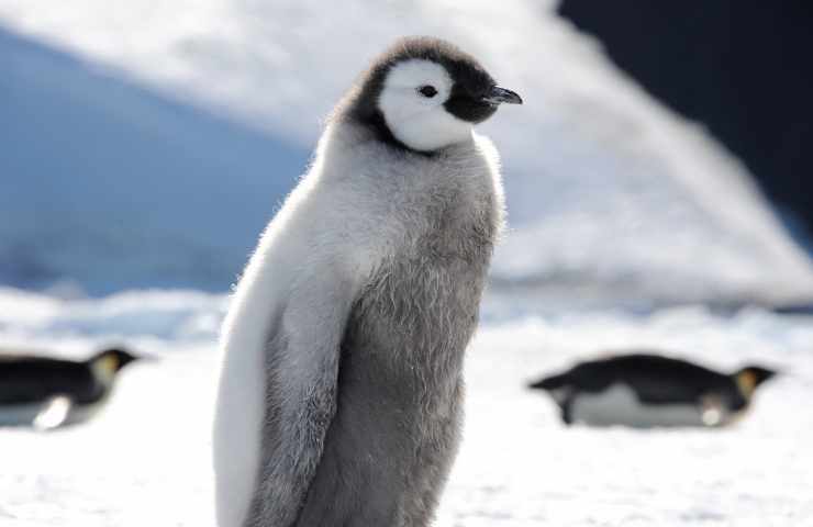 Pinguini imperatore estinzione cuccioli studio