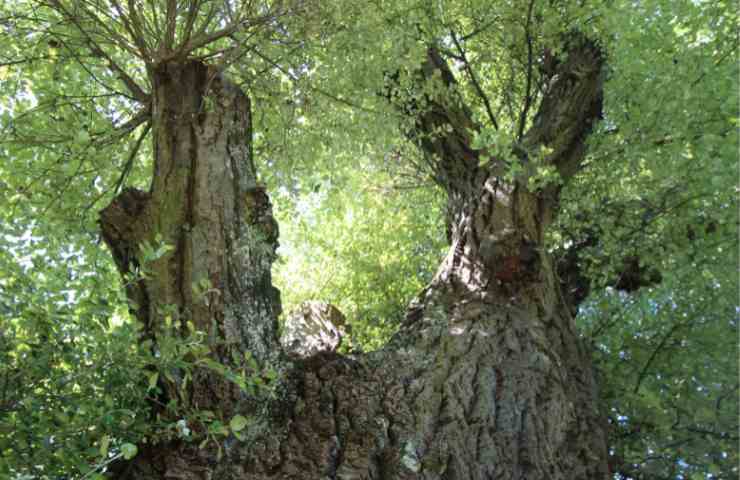 Pando è il bosco parlante che esiste davvero