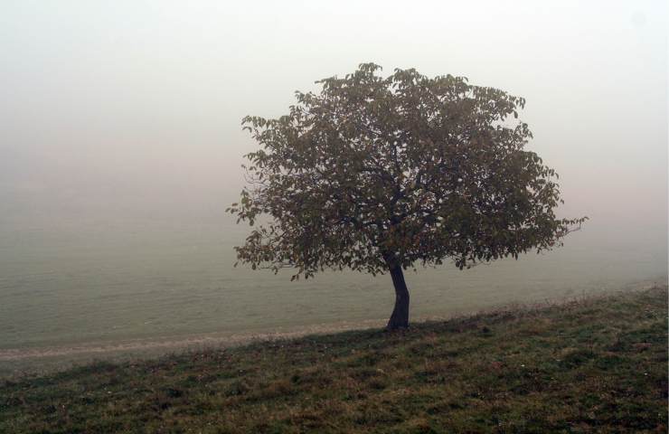 Pando è il bosco parlante che esiste davvero