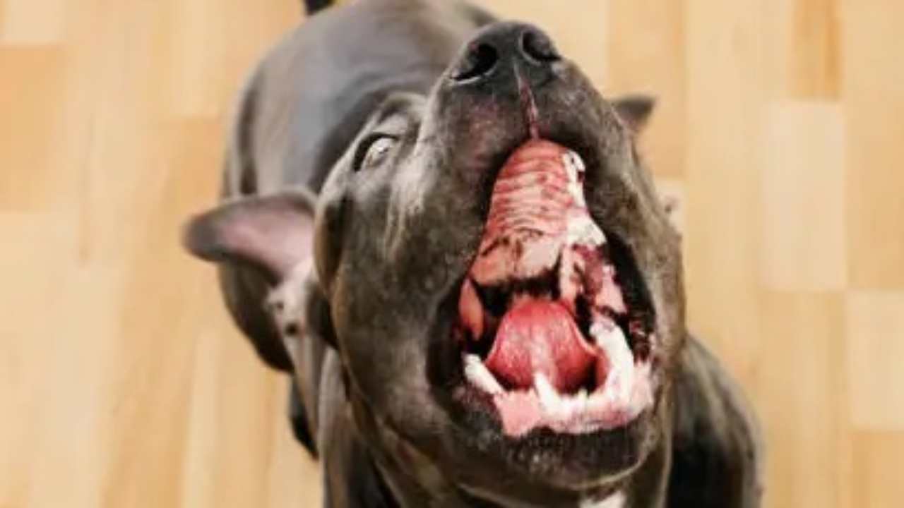 Pitbull aggressivo ferisce amici dei proprietari