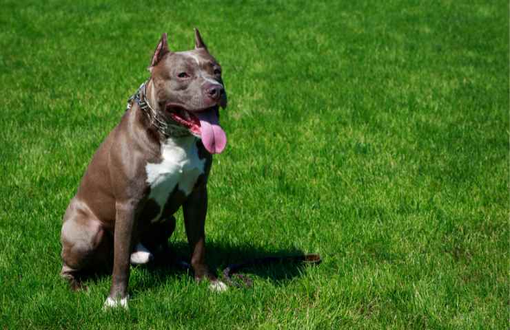 Pitbull aggressivo ferisce amici dei proprietari