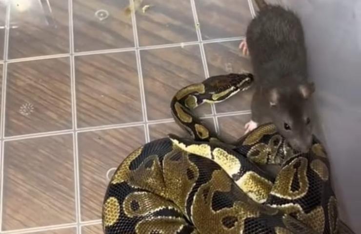 serpente più pericoloso al mondo