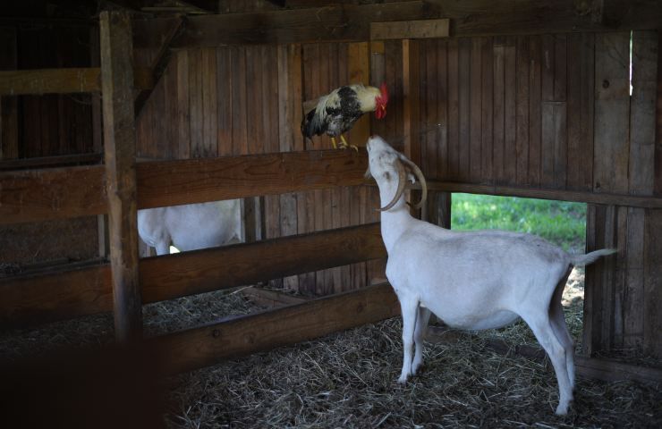 Falco attacca pollo ma la capra lo scaccia