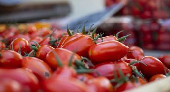 Pomodori: perché è meglio scegliere quelli di produzione italiana