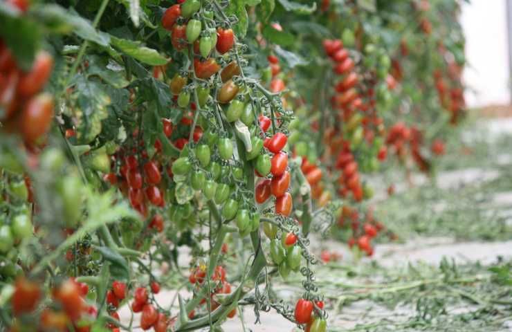 raccolto pomodori calo Italia causa cambiamento climatico