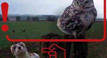 Quello che accade stringe il cuore, ma è natura – VIDEO non adatto a tutti