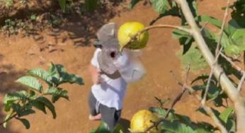 Raccogli la frutta facilmente: come costruire lo strumento che amerai