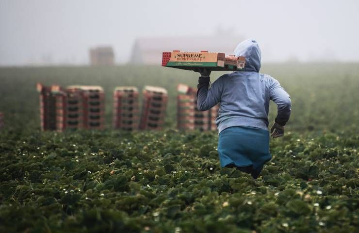 Diminuzione produzione frutta verdura coltivazioni