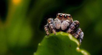 “Non ci vedo più dalla fame”, per i ragni è vero