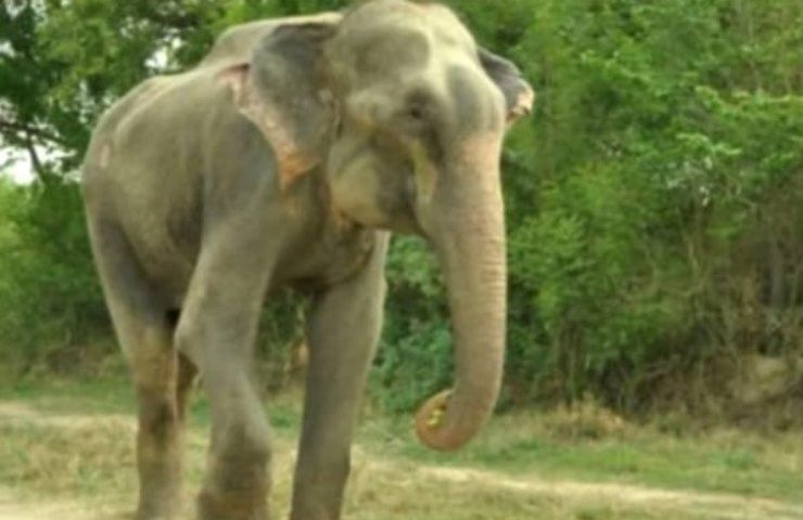 elefante quanto è alto