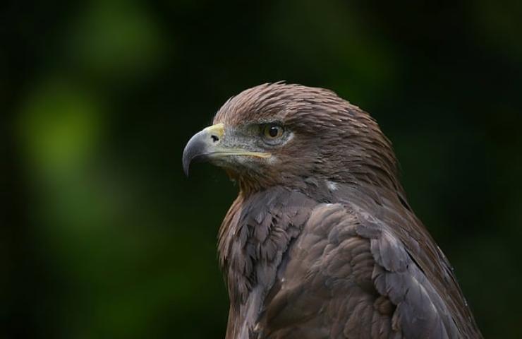 rapace cos'è 