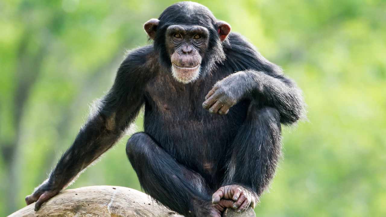 Scimpanzé cosa mangia
