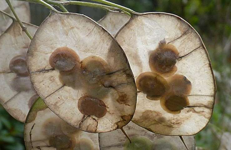 Caratteristiche pianta moneta del papa semi essiccati