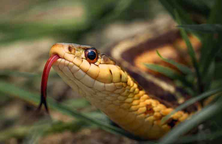 Serpente