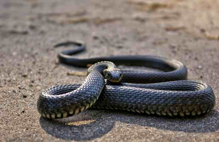 Serpente