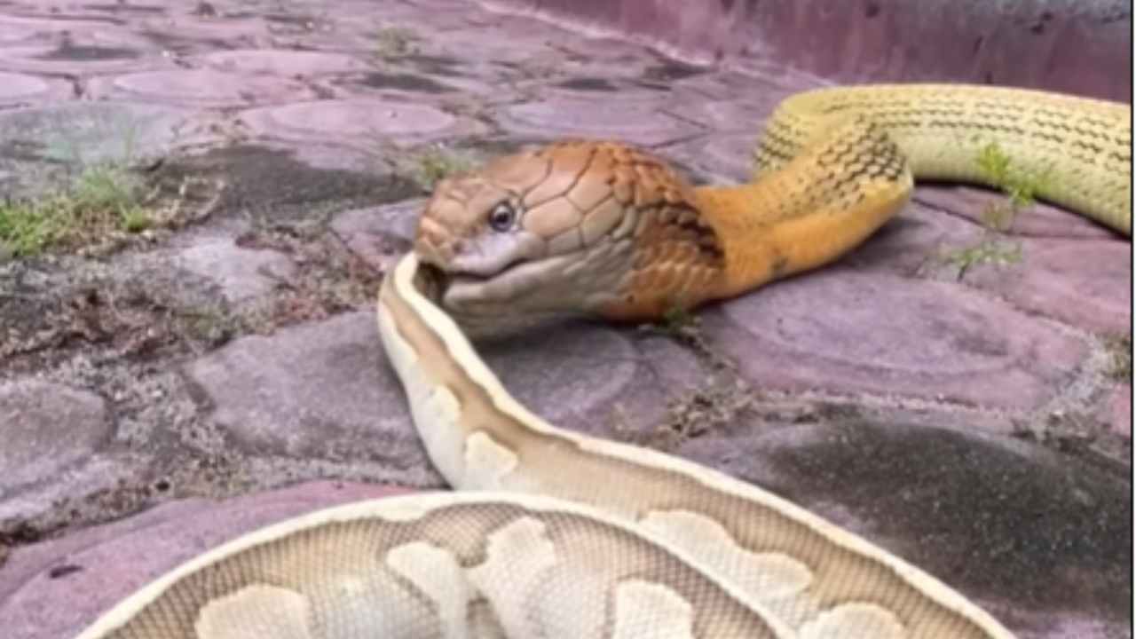 quanto tempo vive un serpente 