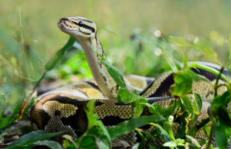 serpenti pericolosi
