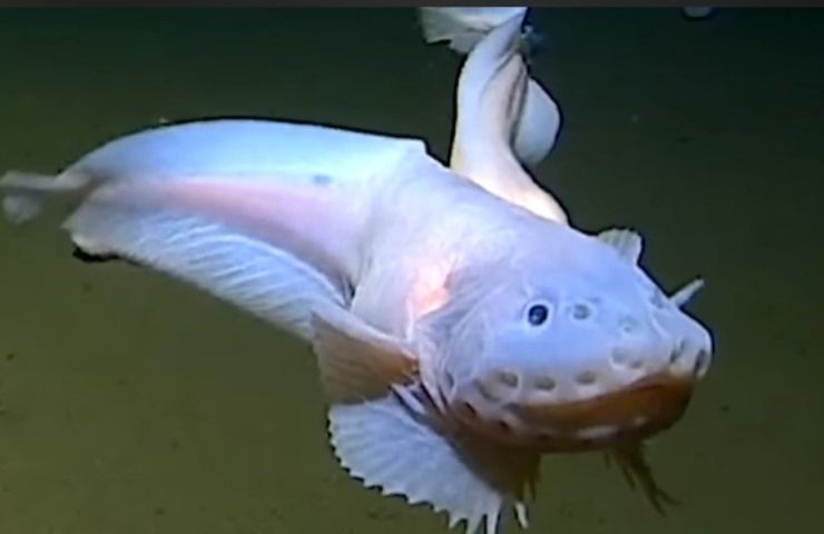Scoperta nuova specie di pesce importantissima negli abissi oceanici