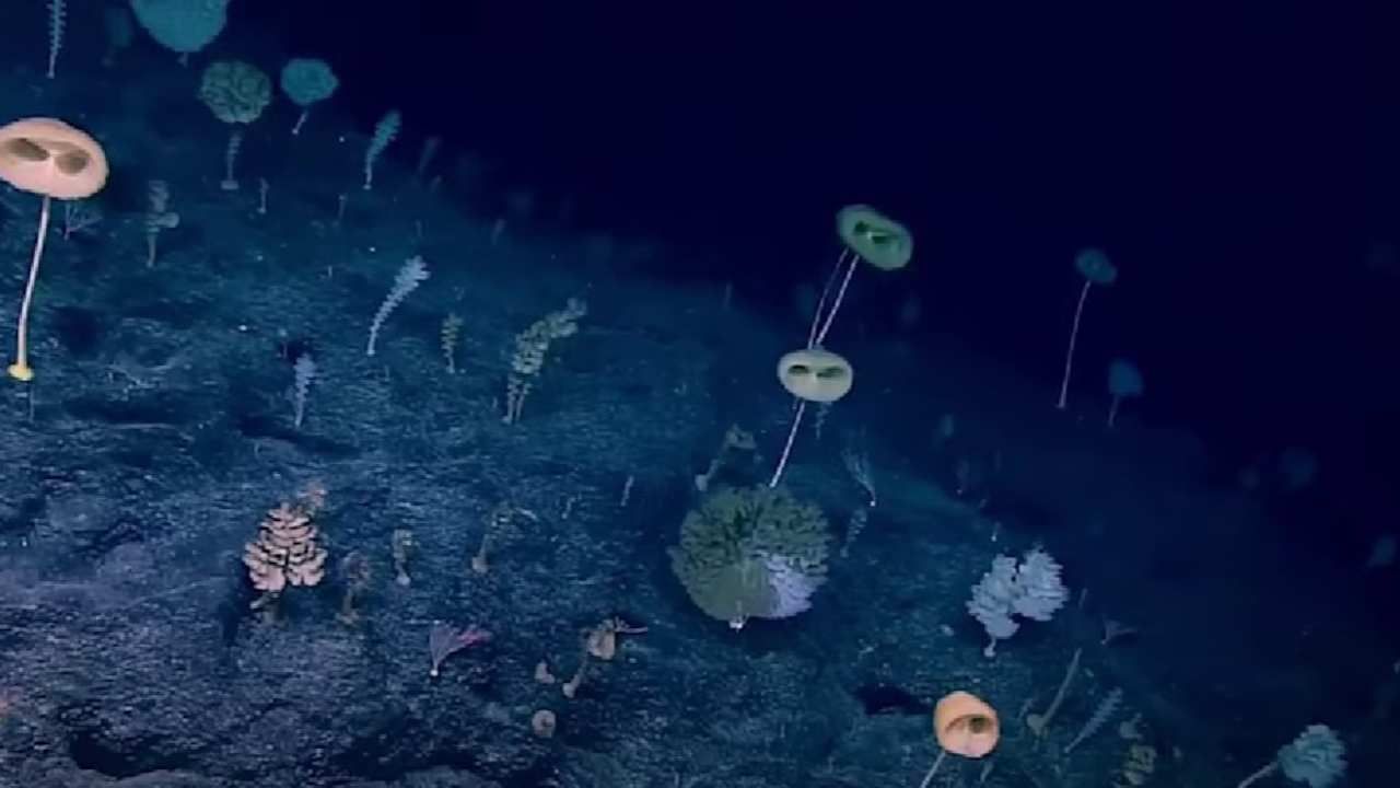 spugna ET nuova specie spugna scoperta Oceano Pacifico