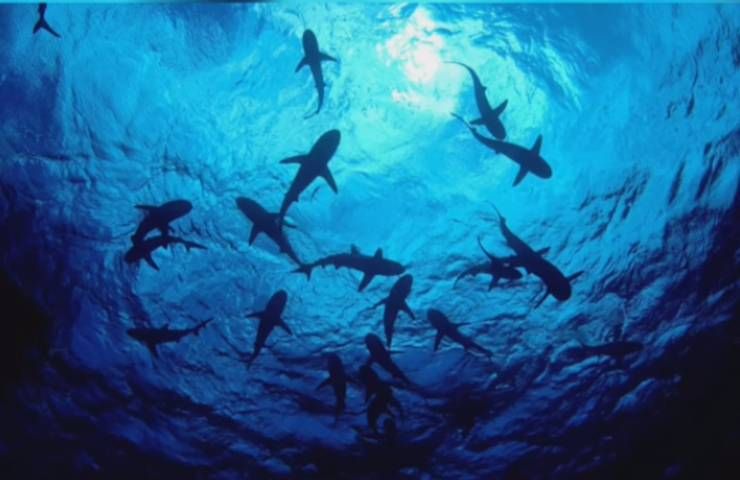 Presenza squali mortali Reunion Island
