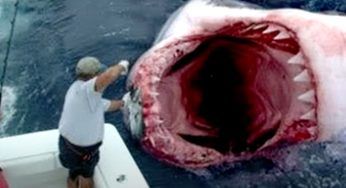 Pescano uno squalo gigante: inorridiscono quando scoprono cosa c’era dentro di lui