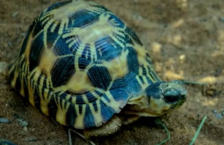 tartaruga scoperta polizia