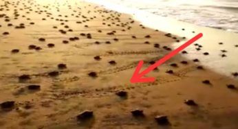 Incredibile quello che vede in spiaggia: la sabbia gli mostra questo