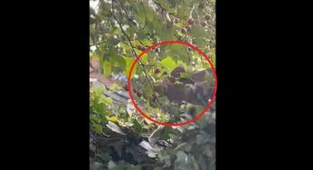 Topi sugli alberi alla ricerca del cibo – VIDEO