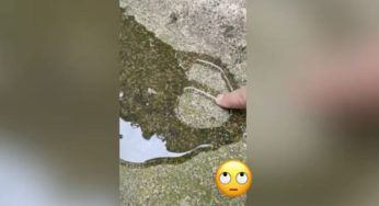 È in una trappola d’acqua, ma il finale stupisce tutti – VIDEO