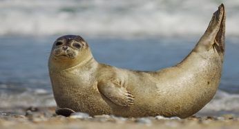 Il cucciolo di tricheco non ce l’ha fatta: le cure e le attenzioni non sono bastate