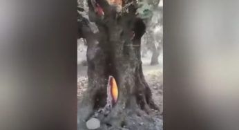 Quello che accade a questo albero ha dell’incredibile – VIDEO
