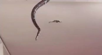 Credono sia solo un serpente incastrato nel soffitto e commettono un grave errore – VIDEO
