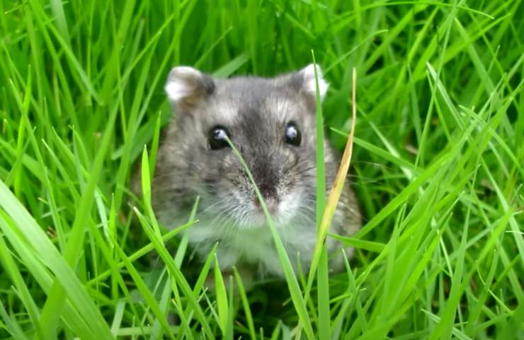 sorpresa topolino erba