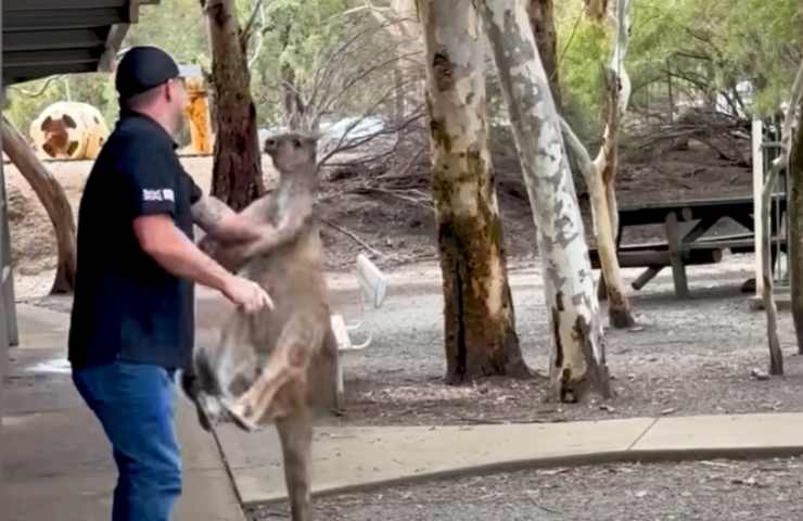 quanto vive un canguro 