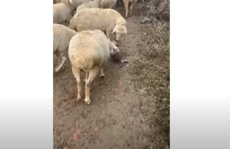 cane e pecore rapporto