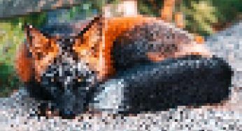 Le FOTO di questa volpe hanno fatto il giro del web: da brividi il suo colore