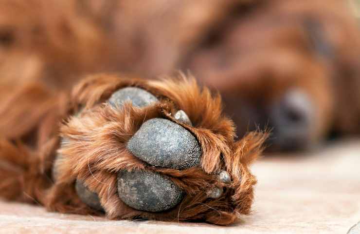 Video cane dorme braccio padrona