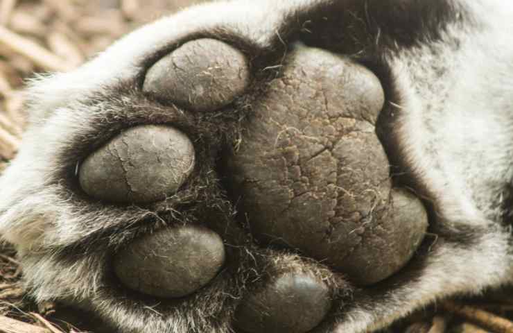 Cane salvato amico incidente