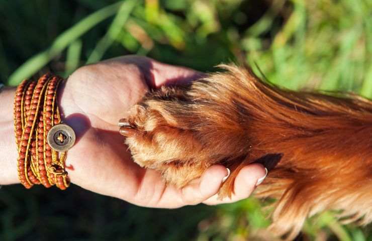 sorpresa cane adottato video lacrime 